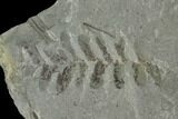 Pennsylvanian Fossil Fern (Neuropteris) Plate - Kentucky #142405-3